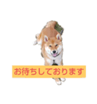 柴ちゃんすたんぷ（個別スタンプ：1）