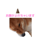 柴ちゃんすたんぷ（個別スタンプ：5）
