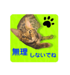 BENGALCAT ROY④＆MARIO（個別スタンプ：6）