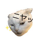 白猫の夏物語ニャ（個別スタンプ：2）