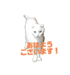白猫の夏物語ニャ（個別スタンプ：4）