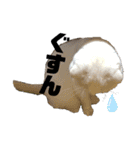 白猫の夏物語ニャ（個別スタンプ：9）