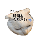 白猫の夏物語ニャ（個別スタンプ：14）