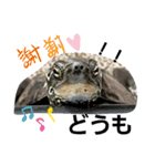 onionの日課（個別スタンプ：6）