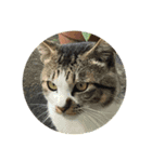 猫のめいちゃん（個別スタンプ：6）