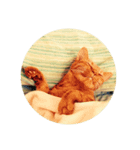 猫のめいちゃん（個別スタンプ：7）
