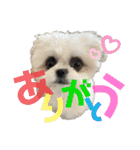 みんなのチャイ（個別スタンプ：18）