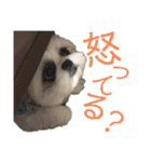 みんなのチャイ（個別スタンプ：21）