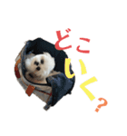 みんなのチャイ（個別スタンプ：34）