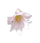 かわいい お花（個別スタンプ：2）