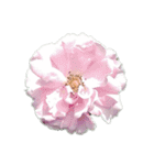 かわいい お花（個別スタンプ：3）