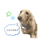 ダックスフンドのHANA(日常会話)（個別スタンプ：5）