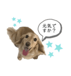 ダックスフンドのHANA(日常会話)（個別スタンプ：7）