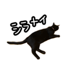 6キロの黒猫（個別スタンプ：30）