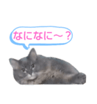 ソマリ家族4（個別スタンプ：6）