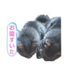ソマリ家族4（個別スタンプ：10）