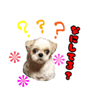 シーズーのラビちゃん（個別スタンプ：40）