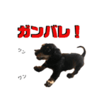 Kワンズ（個別スタンプ：11）