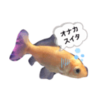 金魚の気持ち♡（個別スタンプ：1）