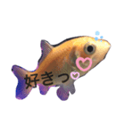 金魚の気持ち♡（個別スタンプ：5）