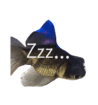 金魚の気持ち♡（個別スタンプ：6）