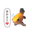 金魚の気持ち♡（個別スタンプ：8）