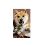 お家でゆっくり柴犬（個別スタンプ：1）