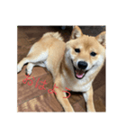 お家でゆっくり柴犬（個別スタンプ：2）