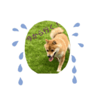 お家でゆっくり柴犬（個別スタンプ：3）