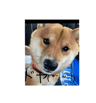お家でゆっくり柴犬（個別スタンプ：4）