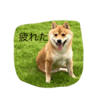 お家でゆっくり柴犬（個別スタンプ：5）