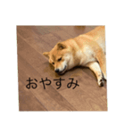 お家でゆっくり柴犬（個別スタンプ：6）