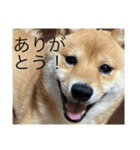 お家でゆっくり柴犬（個別スタンプ：7）