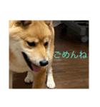 お家でゆっくり柴犬（個別スタンプ：8）