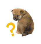 柴犬さん多登場！（個別スタンプ：1）