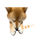 柴犬さん多登場！（個別スタンプ：3）
