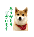 柴犬さん多登場！（個別スタンプ：5）