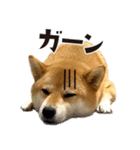 柴犬さん多登場！（個別スタンプ：11）
