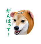 柴犬さん多登場！（個別スタンプ：12）