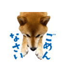 柴犬さん多登場！（個別スタンプ：13）