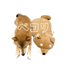 柴犬さん多登場！（個別スタンプ：17）
