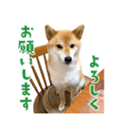 柴犬さん多登場！（個別スタンプ：19）
