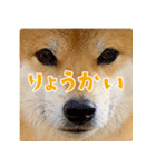 柴犬さん多登場！（個別スタンプ：20）