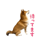 柴犬さん多登場！（個別スタンプ：23）