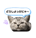 我が家のうしおくん（個別スタンプ：29）
