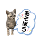 我が家のうしおくん（個別スタンプ：31）