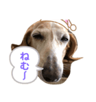 いつものまりんちゃん（個別スタンプ：5）