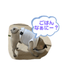 ぱぐたくん②（個別スタンプ：5）