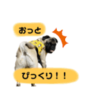 ぱぐたくん②（個別スタンプ：8）