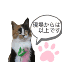 天然目ヂカラ ミケコたん（個別スタンプ：1）